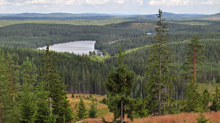 678800-swedish-wilderness-960.jpg