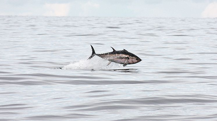 Blåfenad tonfisk. Foto: Markus Lundgren, Sportfiskarna