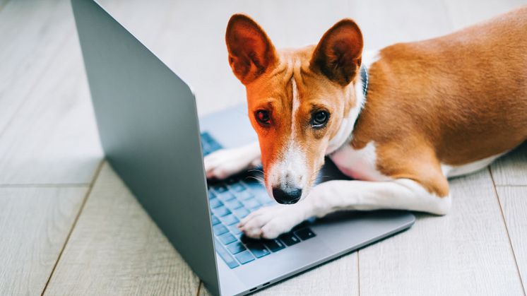 Coronahund och återgång till kontoret kan medföra problem. Simployers experter hjälper dig.