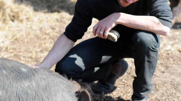 Gabriel Walldén på Dalängarna i Kivik föder upp renrasiga Linderödssvin