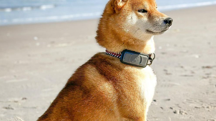 Fressnapf GPS-Tracker für Hunde: Verfolgen Sie Standort und die sportliche Aktivität Ihres Hundes