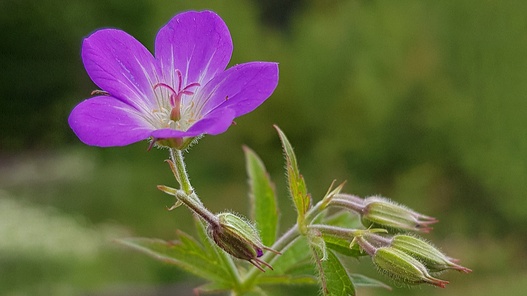15_Ingemar-Gustafsson-_Midsommarblomster