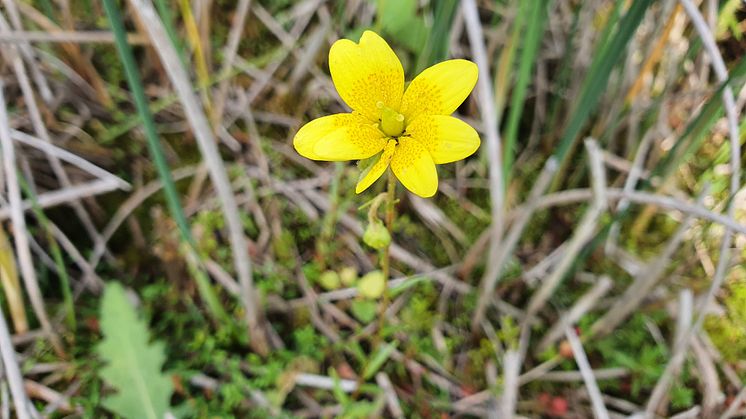 Myrbräcka. Foto: Länsstyrelsen i Västra Götaland