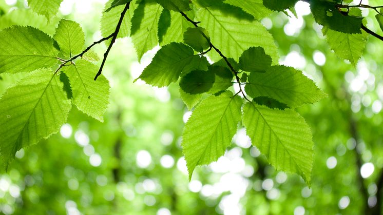 Klimatrådslag  ger Malmöbor möjlighet att påverka och stärka den lokala klimatpolitiken