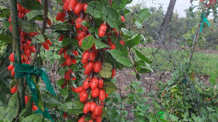 Bocktörne/Gojibär, Lycium barbarum Big Lifeberry®