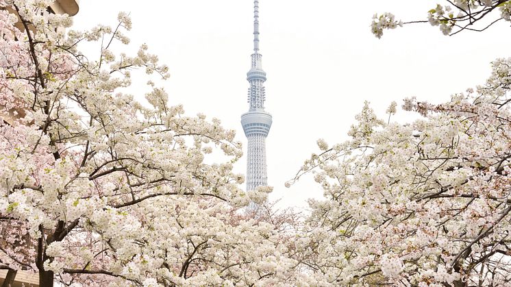 TOKYO SKYTREE and SAKURA
