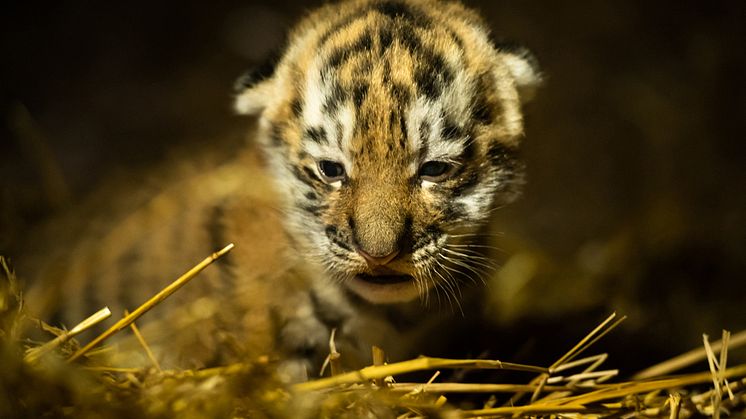 amurtigerunge-pa-nordens-arkmarie-mattsson.jpg