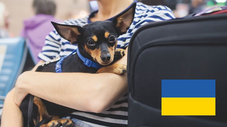 Enligt Jordbruksverkets statistik har drygt 1 500 kontroller av ukrainska sällskapsdjur gjorts sedan undantagsreglerna infördes förra våren. Den 1 september återgår Sverige till de ordinarie reglerna. Foto: Mostphotos/montage 