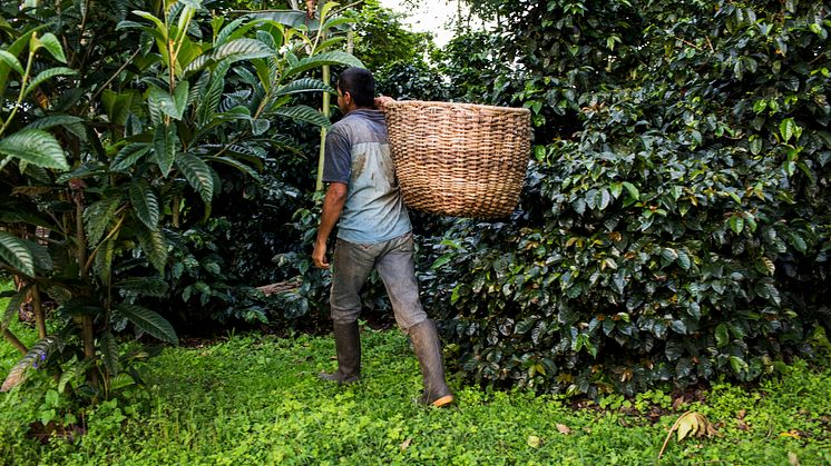 Impactkaffe
