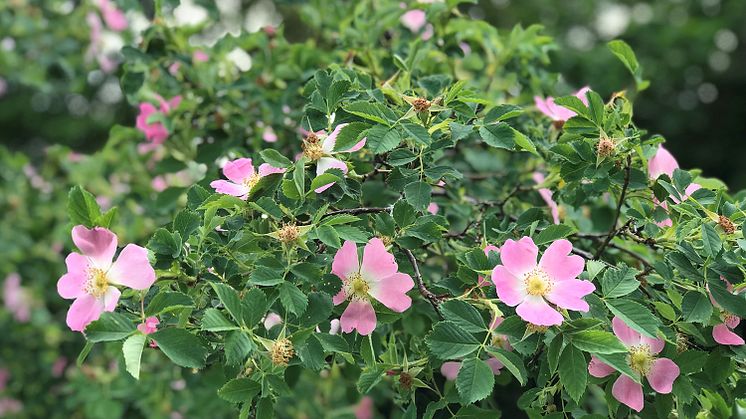 Sommartidtabell i SL-trafiken från midsommarafton