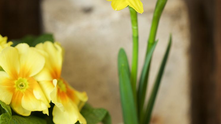 Påsklilja Primula