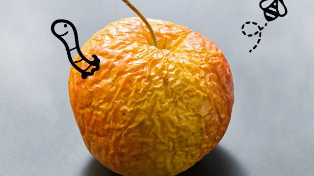 Frukta inte den fallna frukten