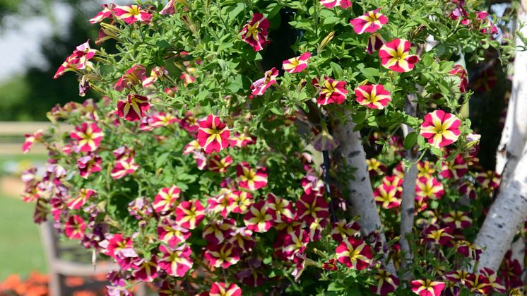 Hjärtans Petunia