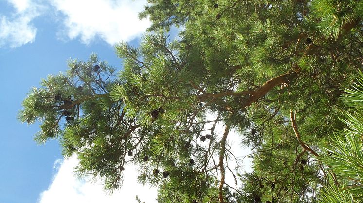 2021-05-05 Webbinarium: Skogsträds- och växtförädlingens roll i klimatpolitik