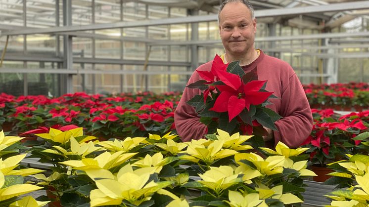 Gärtnerei-Beschäftigter Klaus Göttig bei der Pflege der Weihnachtssterne. 