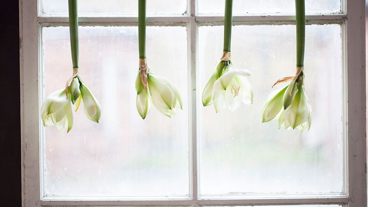 Amaryllis upp och ned!