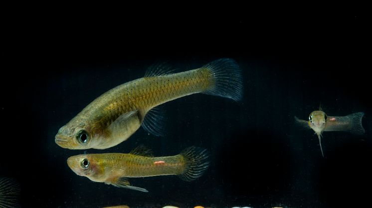 En moskitfiskhona tillsammans med två mindre hanar. Den modifierade analfenan, gonopodium, använder hanen för att tvinga in spermier i honan. Foto: Stuart Hay, Australian National University.