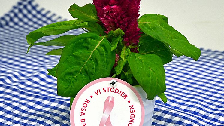 Dagens Rosa Produkt 9 oktober - en Plymört från Mäster Grön