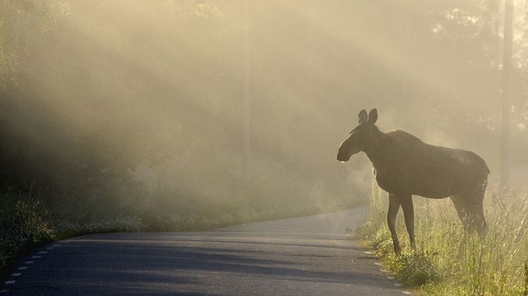 Nu är älgjakten igång i hela Dalarna. Under jakten ska runt 7 000 älgar fällas. Foto: Allan Wallberg/Mostphotos