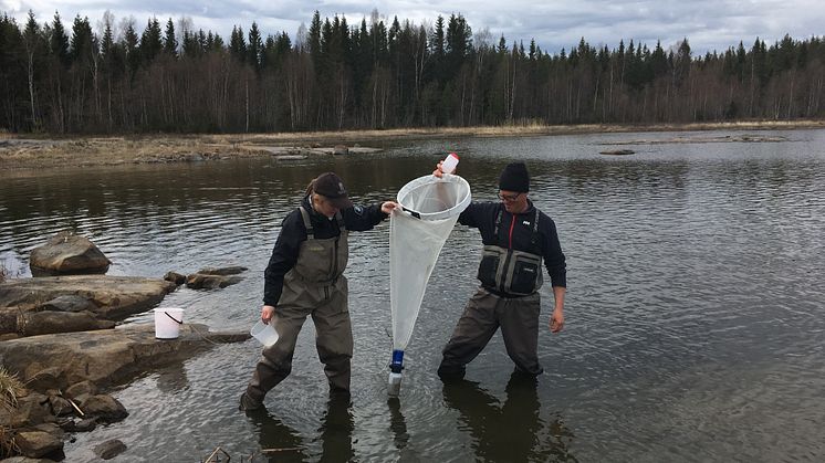 KvarkenFlada-håvning-AnniinaSaarinen-LstVästerbotten.JPG