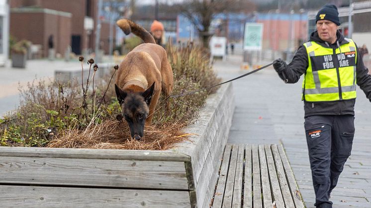 Hunden Ninja med hundförare Roger Hammarström letar narkotika. Foto Ulrika Evenås