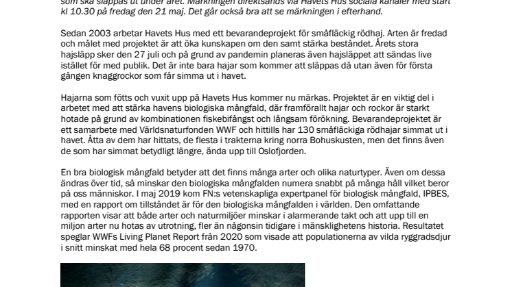 Alla får vara med när Havets Hus märker hajar