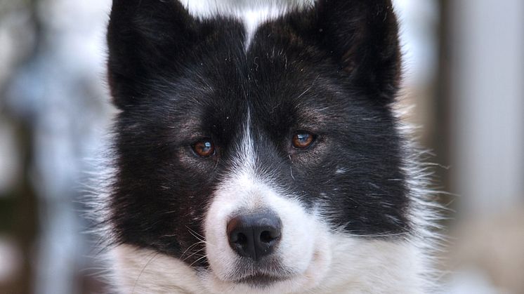 canadian-eskimo-dog-porträtt2