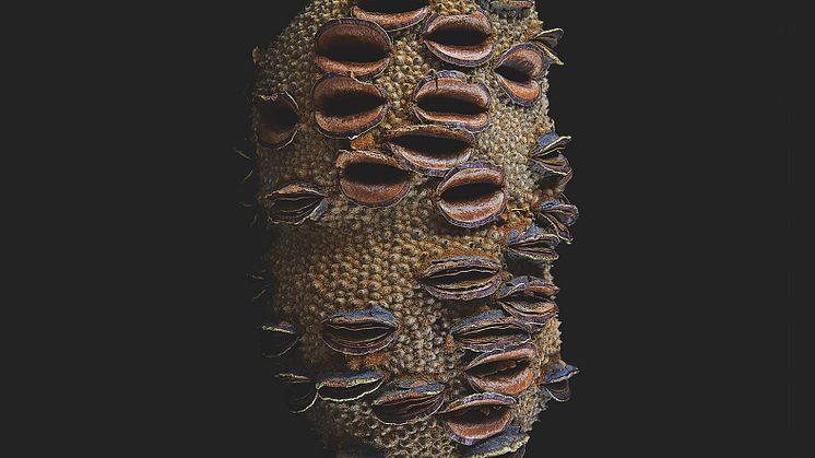 PROTEACEAE_© Thierry Ardouin.jpg