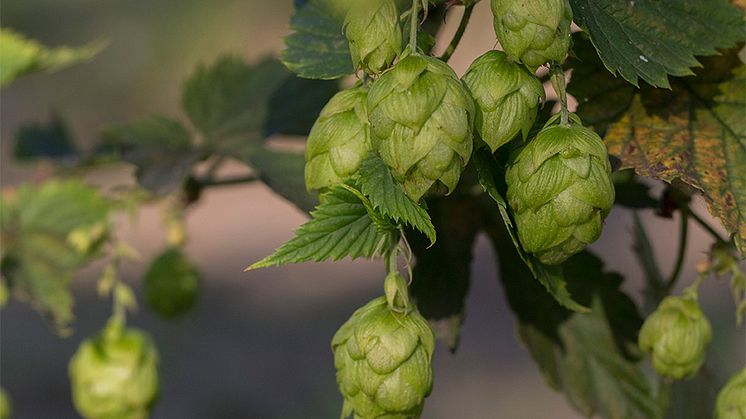 Med smak av humle – odla och brygg