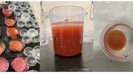 Stages of the fertilisation process fish