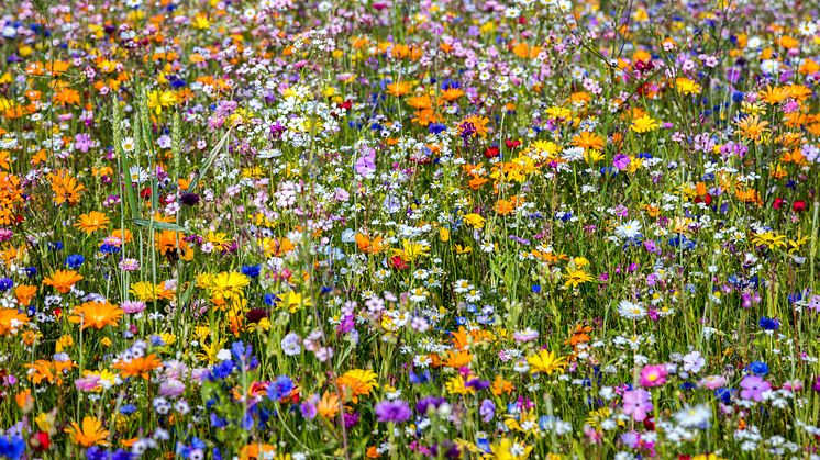 Bunte_Biomasse