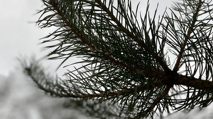 Projekt mera tall