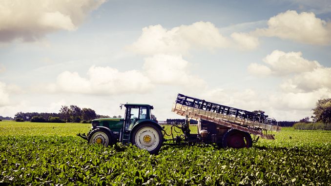 Foto från lantbrukaren Per Fjelkners gård som producerar rödbetor åt Orkla Foods Sverige. 
