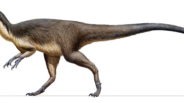 Australian feathered polar dinosaur. Credit: Peter Trusler