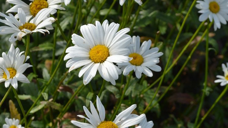 Jätteprästkrage, Leucanthemum x superbum ’Bröllopsgåvan’ Svenskt kulturarv