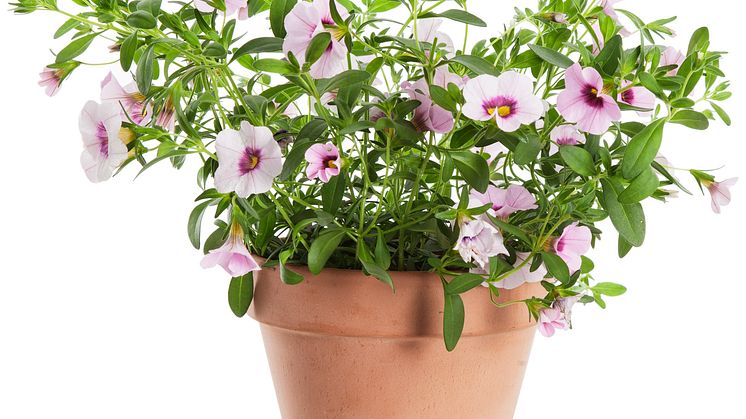 Småpetunia