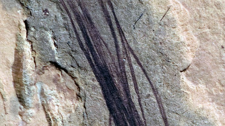 Dinosaur protofeather 