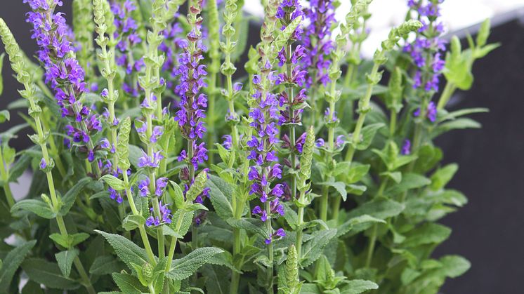 Stäppsalvia