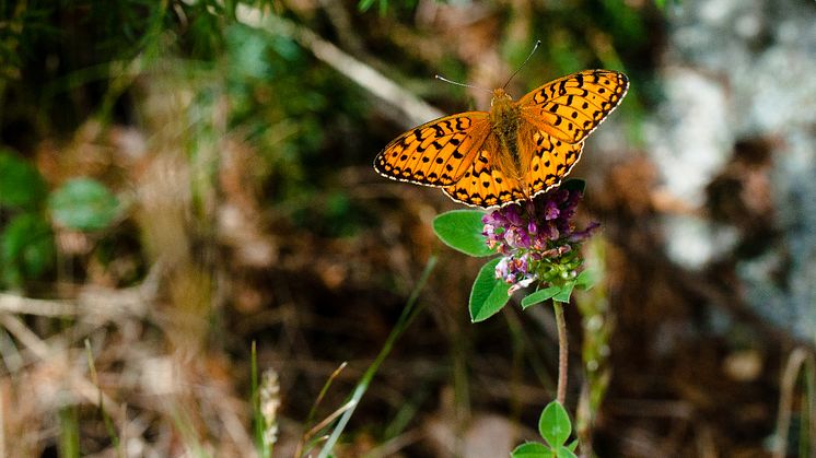 Dark green fritillary (Speyeria aglaja) is a species for which local extinctions have been linked to a warming climate. Photo by Alistair Auffret.