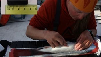 Jenny Jensen tagging fish.jpg