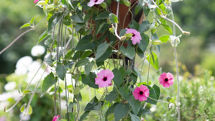 6Årets Sommarblomma 2023 Thunbergia alata Svartöga foto annikasnaturligating A