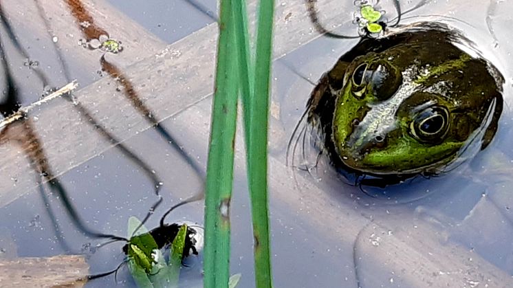 Fotograf: Anders Larsson.