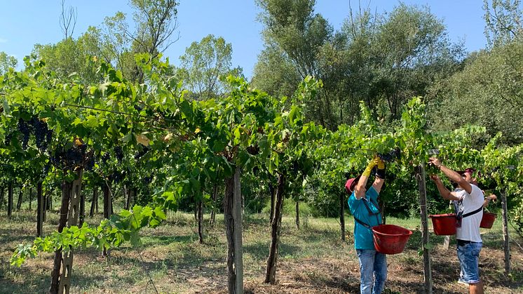  Ekologiska Colle Reale Rosso på Montepulciano är nyhet i juni