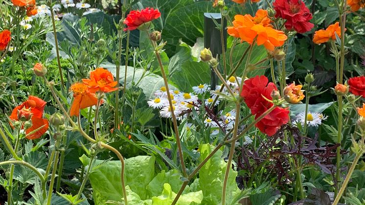Att samplantera grönsaker, kryddväxter, sommarblommor och perenner är både vackert och gott! Foto: Erika Wallin