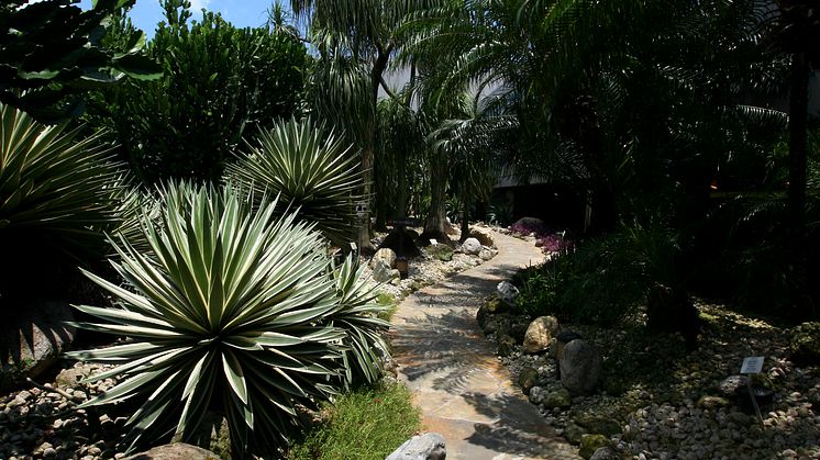 Cactus garden