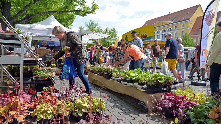 Frühlings- und Genussmarkt Delitzsch