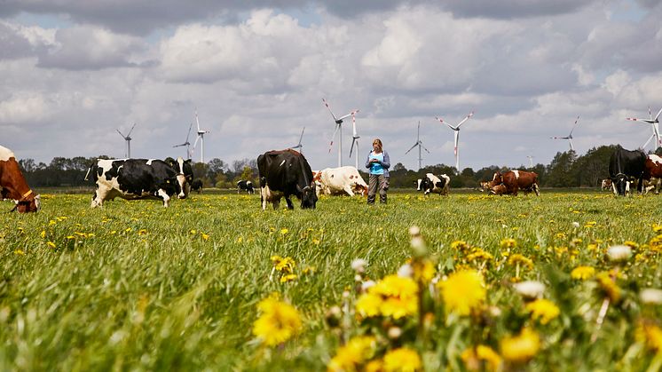 Arla Hof in Schleswig-Holstein, Kühe beim Weidegang
