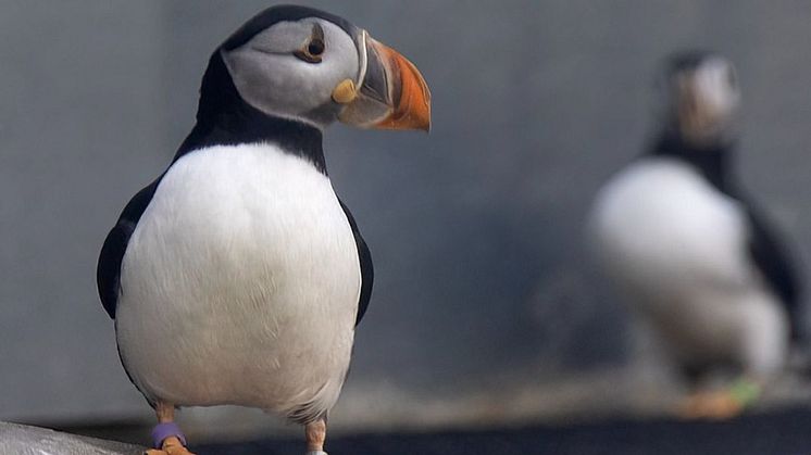 Puffin SEA LIFE TRUST Rescue.jpg