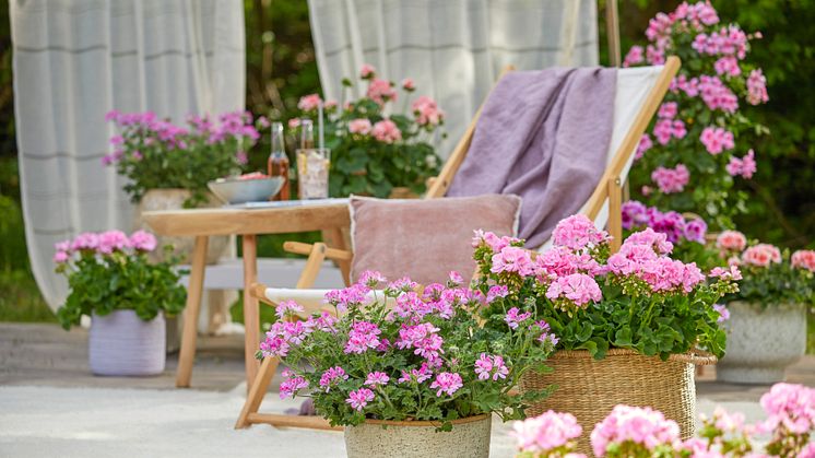 En sommardröm på terrassen med pelargoner. Foto: Blomsterfrämjandet/Pelargonium for Europe