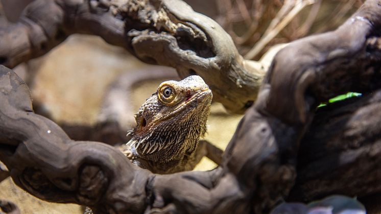 Bartagame 2 aus der Adoptierstube Schwentinental